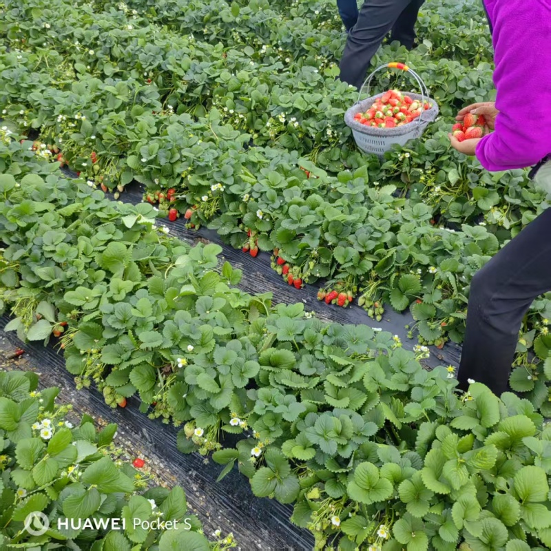 天仙醉草莓母株苗带花带果无根腐无炭迹无角斑成活率高繁殖能