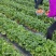 天仙醉草莓母株苗带花带果无根腐无炭迹无角斑成活率高繁殖能