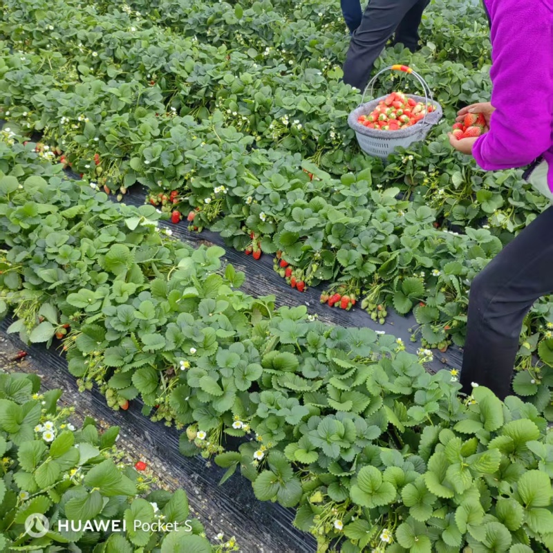 天仙醉草莓母株苗带花带果无根腐无炭迹无角斑成活率高繁殖能