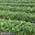 天仙醉草莓母株苗带花带果无根腐无炭迹无角斑成活率高繁殖能