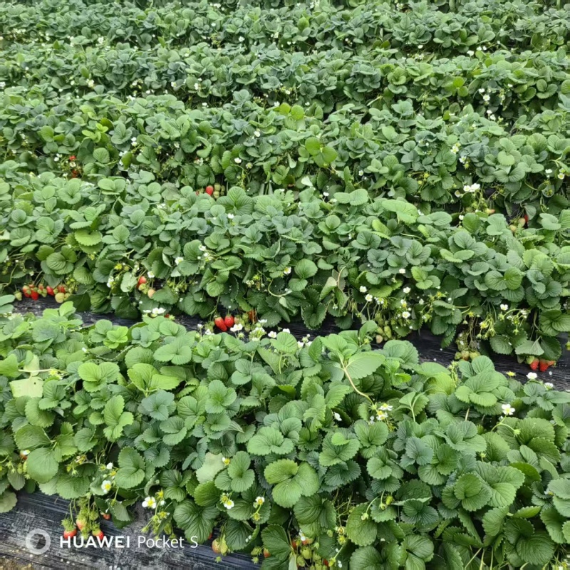 天仙醉草莓母株苗带花带果无根腐无炭迹无角斑成活率高繁殖能