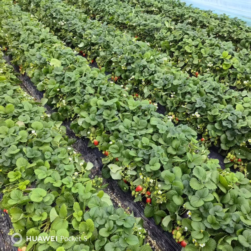 天仙醉草莓母株苗带花带果无根腐无炭迹无角斑成活率高繁殖能