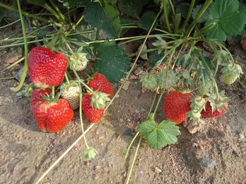 天仙醉草莓母株苗带花带果无根腐无炭迹无角斑成活率高繁殖能