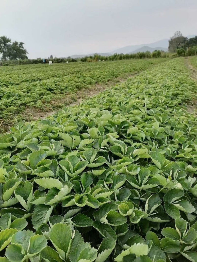 天仙醉草莓母株苗带花带果无根腐无炭迹无角斑成活率高繁殖能