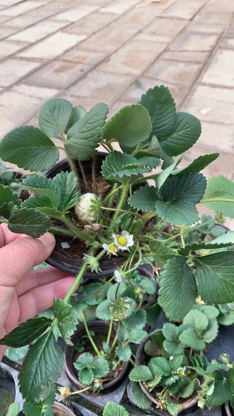 天仙醉草莓母株苗带花带果无根腐无炭迹无角斑成活率高繁殖能