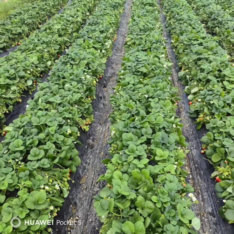天仙醉草莓母株苗带花带果无根腐无炭迹无角斑成活率高繁殖能