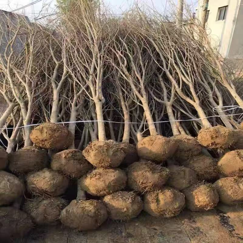 磨盘柿子树苗，嫁接苗熟了就可以吃都是现挖现卖的，