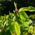 东北大兴安岭野生玫瑰花干花泡茶刺玫刺梅果花茶产地直发
