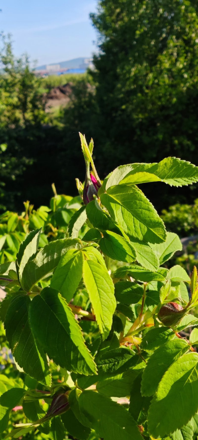 东北大兴安岭野生玫瑰花干花泡茶刺玫刺梅果花茶产地直发