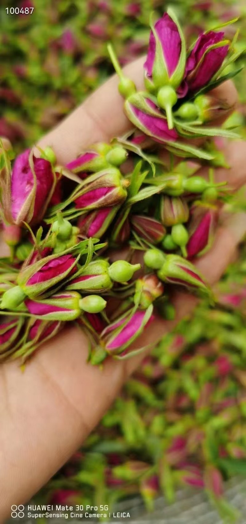东北大兴安岭野生玫瑰花干花泡茶刺玫刺梅果花茶产地直发