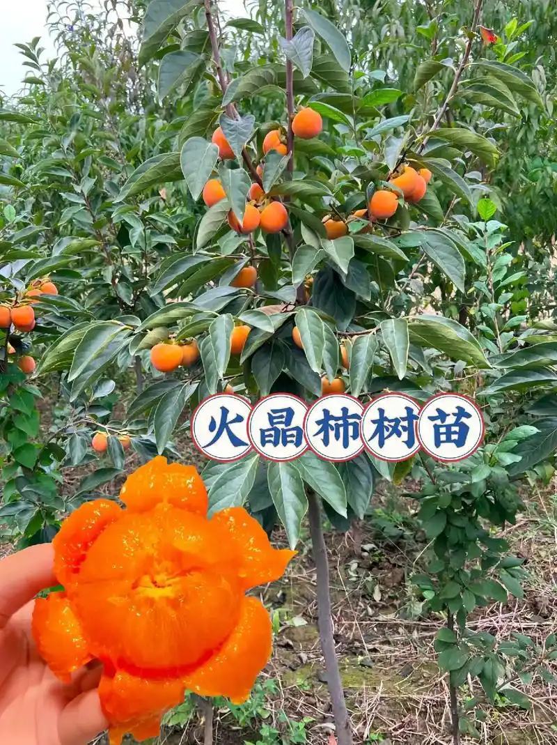 火晶柿子树嫁接苗，南方北方都以栽种，是现挖现卖的