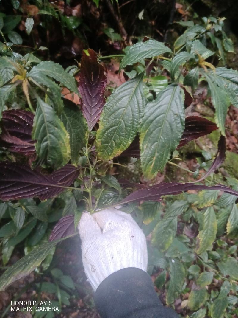 板蓝根