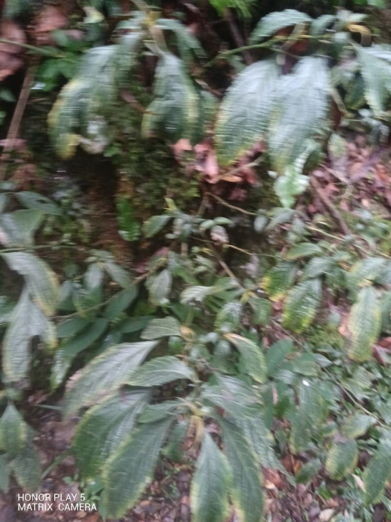 板蓝根