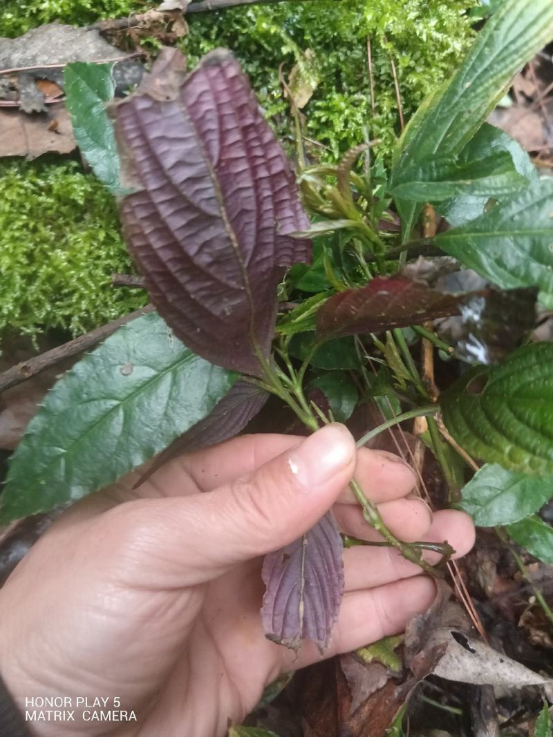 板蓝根