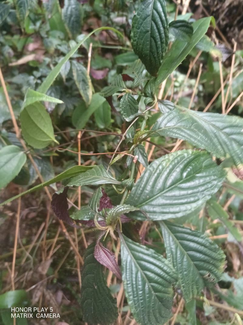 板蓝根