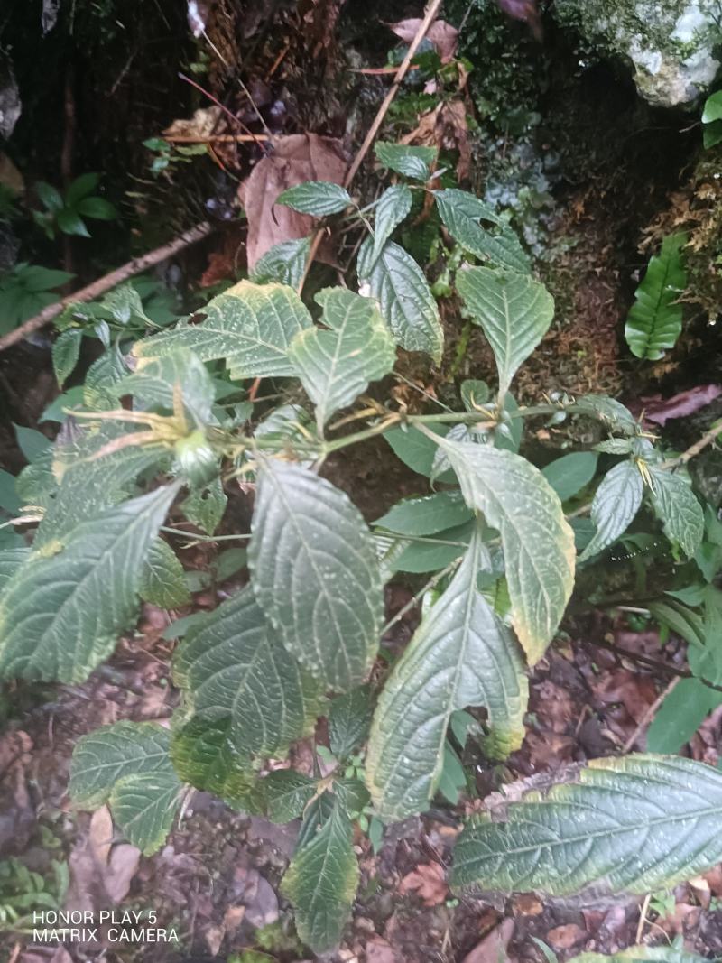 板蓝根