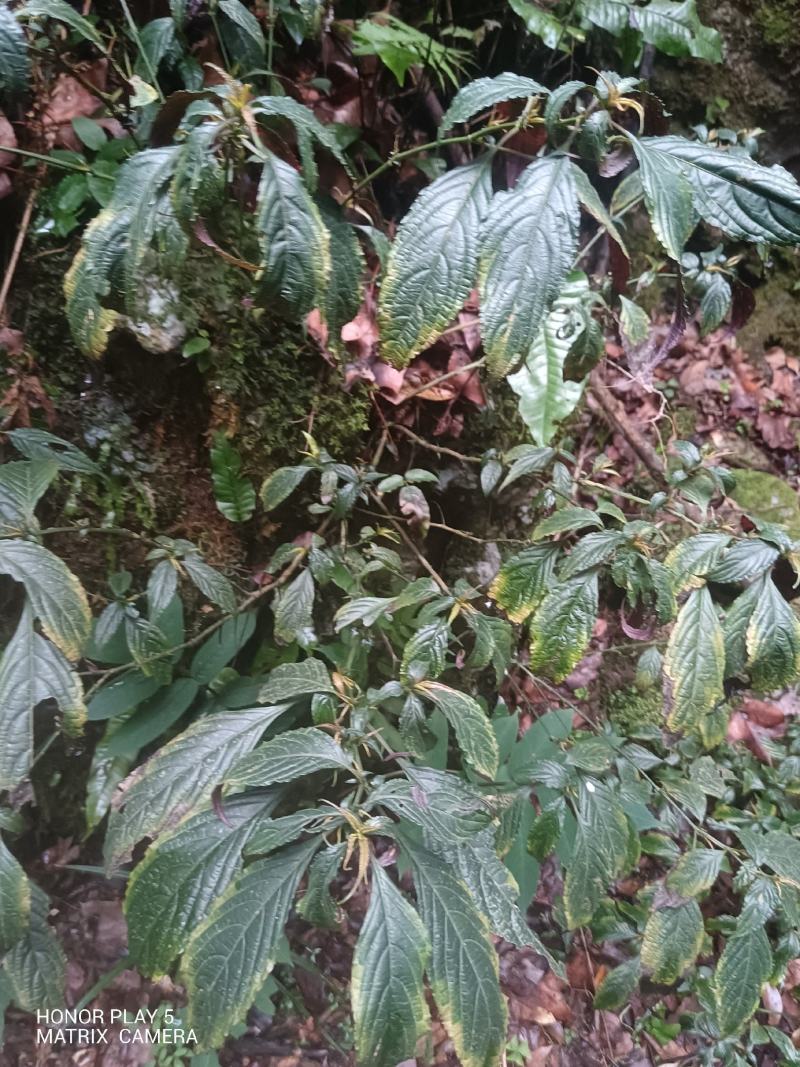 板蓝根