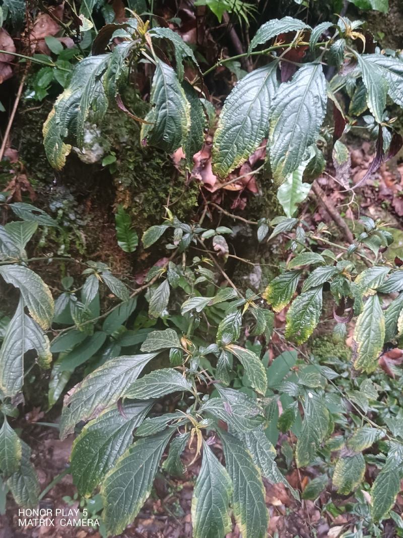 板蓝根