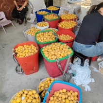 四川五星枇杷上市了，有需要的联系我