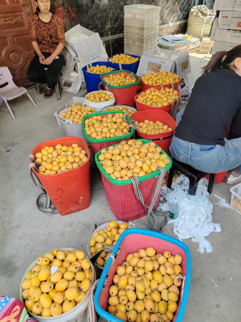 四川五星枇杷上市了，有需要的联系我