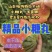 小糖丸产地直供包熟包甜包售后代发全国小糖丸西瓜