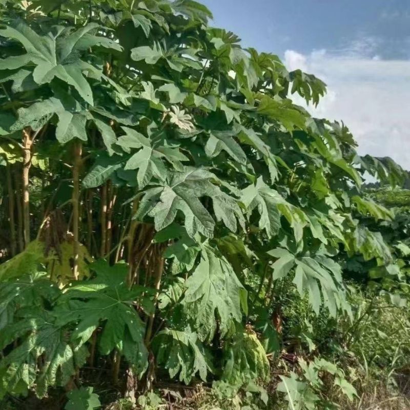 青干薄皮大通草种苗