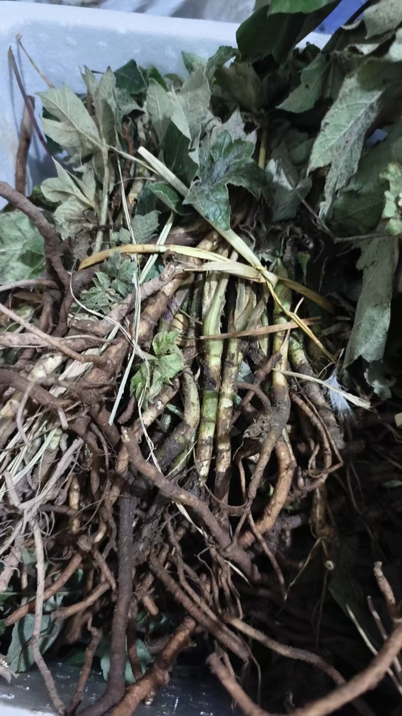 青干薄皮大通草种苗