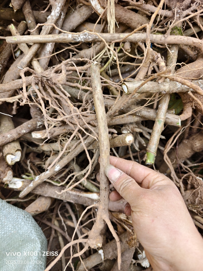 青干薄皮大通草种苗