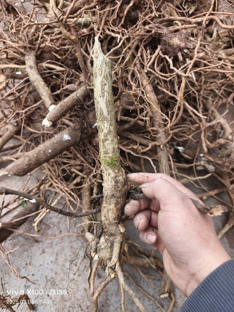 青干薄皮大通草种苗