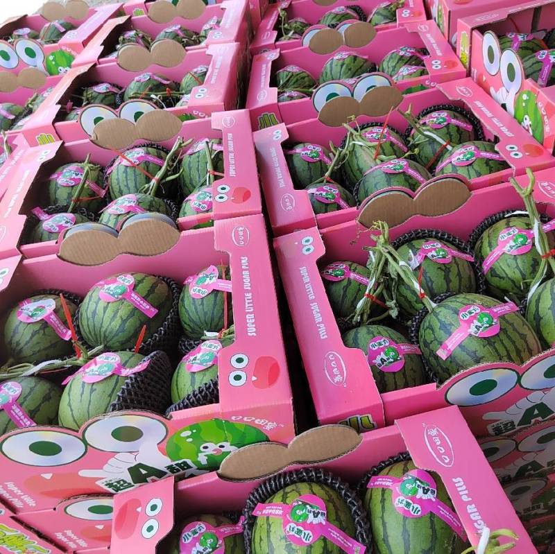 小糖丸产地直供包熟包甜包售后代发全国小糖丸西瓜