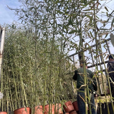 竹子.移植竹子.营养杯竹子.箬竹.大量供应基地直发
