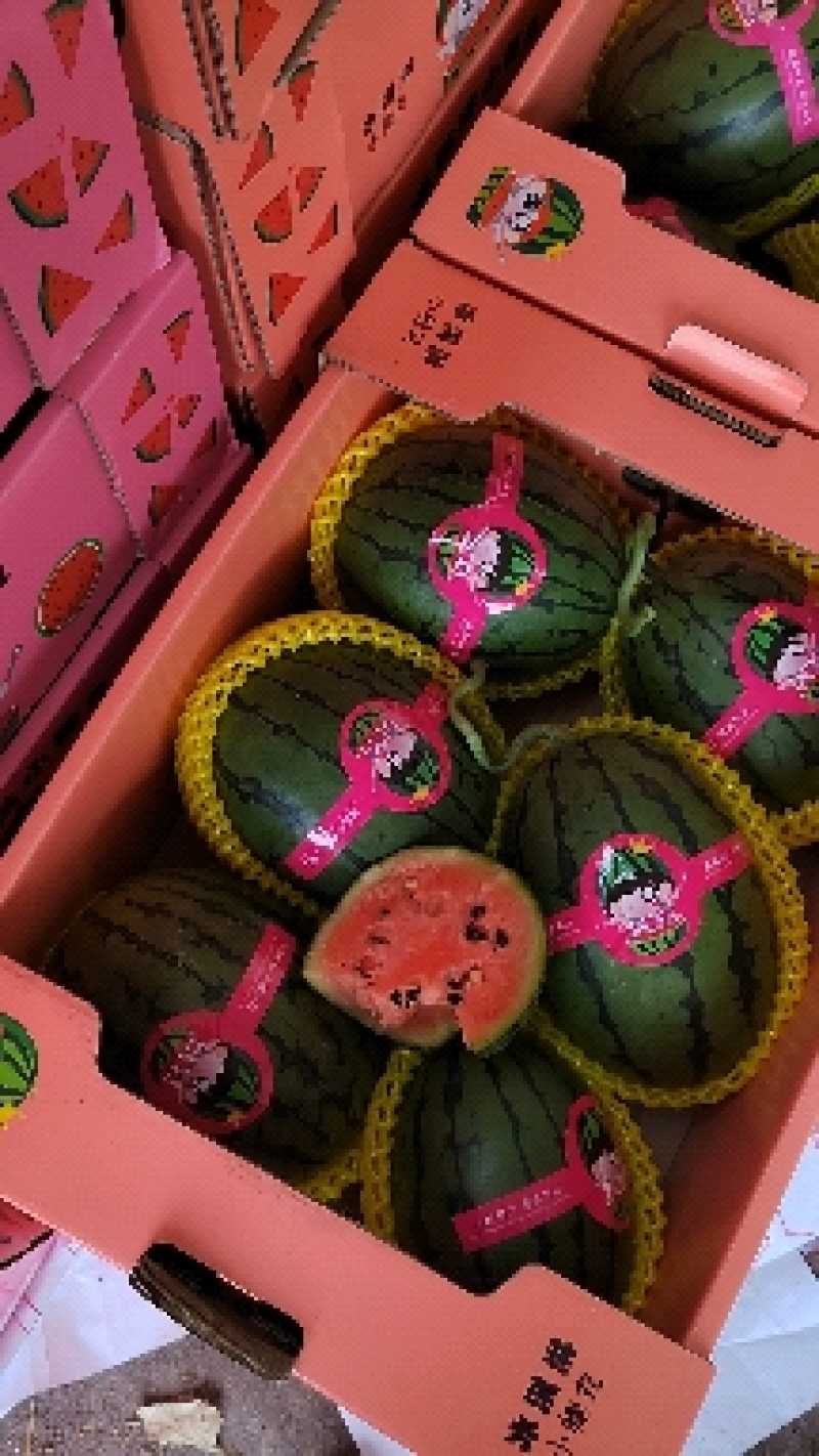 早春红玉头茬瓜，产地直供，支持看货保质保量原棚直供