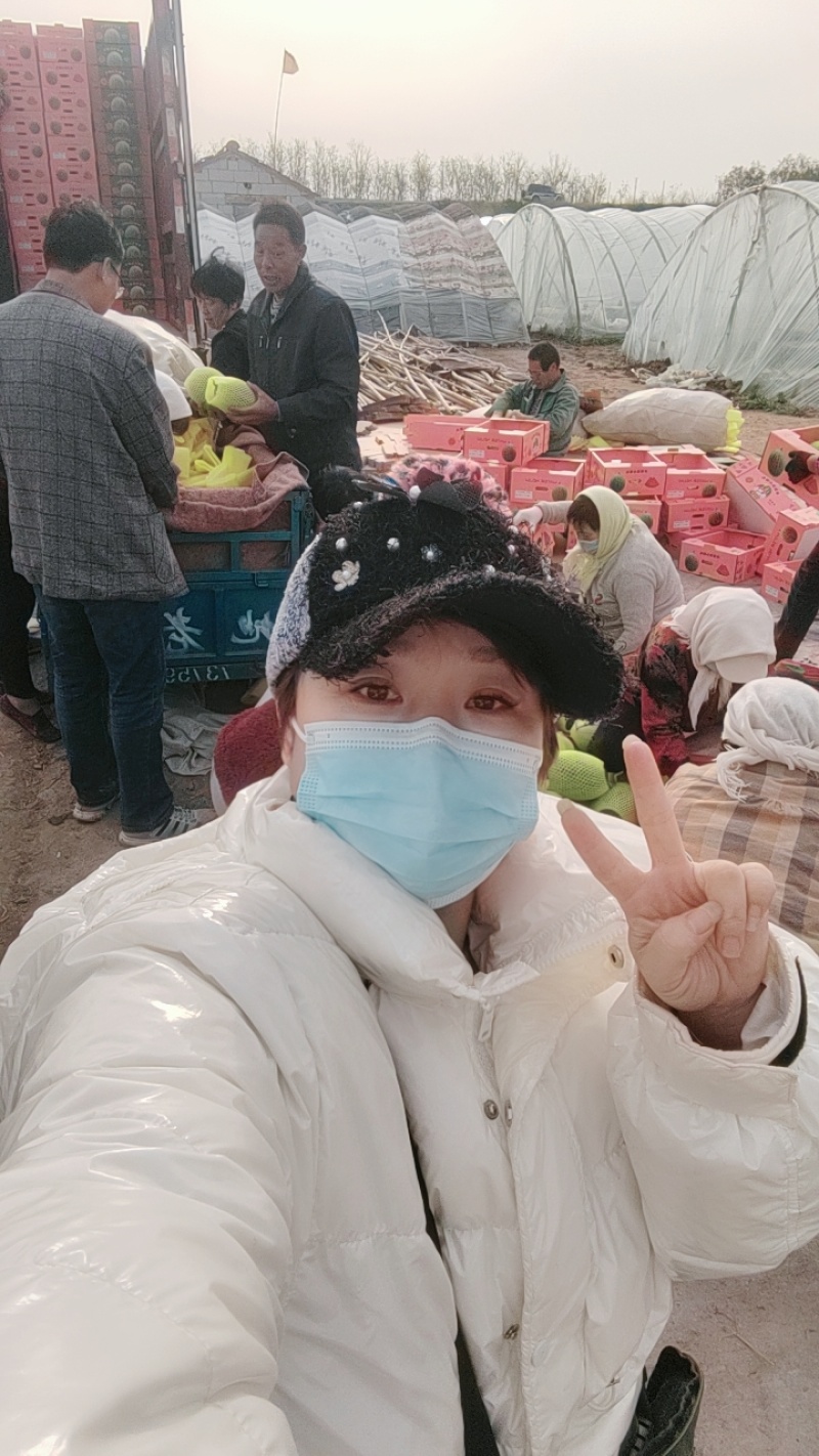 早春红玉头茬瓜，产地直供，支持看货保质保量原棚直供