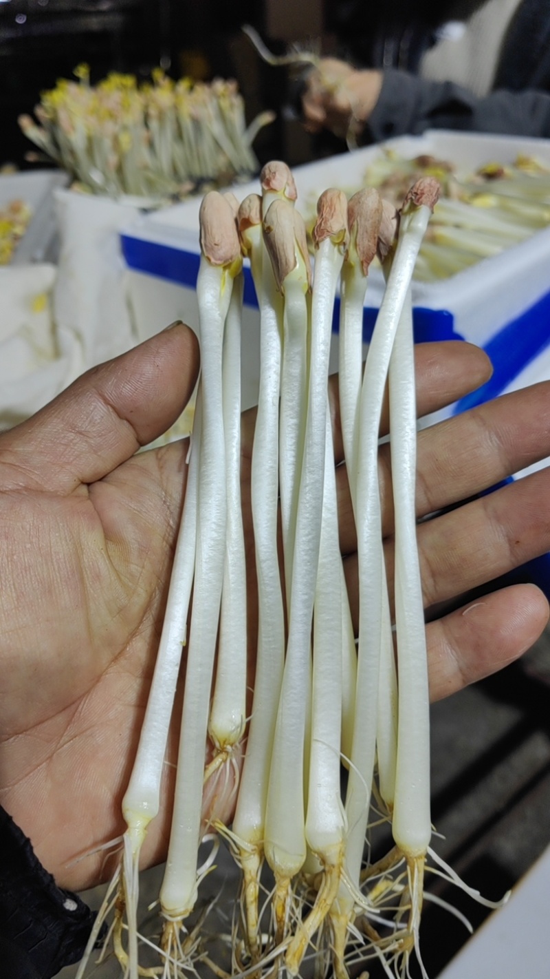 花生芽大量供应，一手货源，价格优惠，欢迎采购