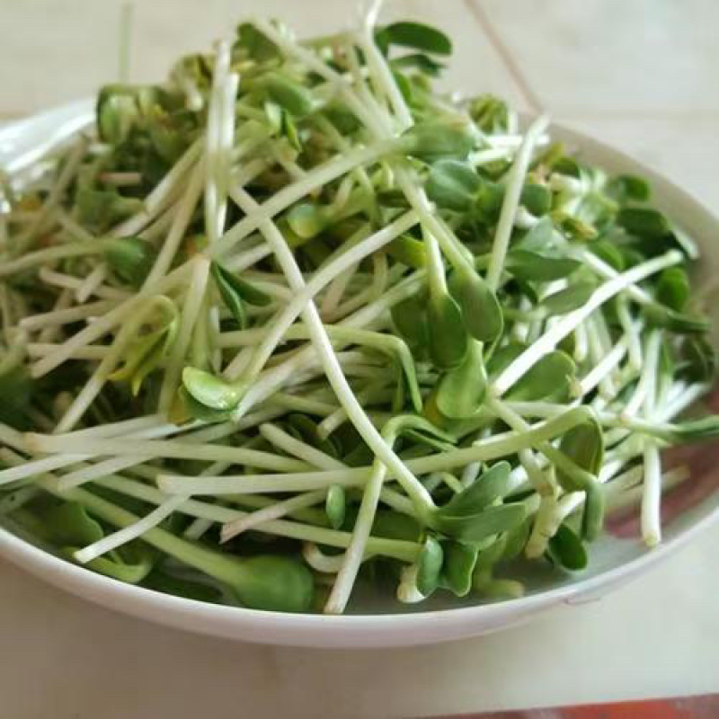 水培豌豆苗一手货源，价格优惠，欢迎采购看货