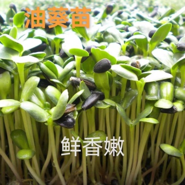 油葵苗