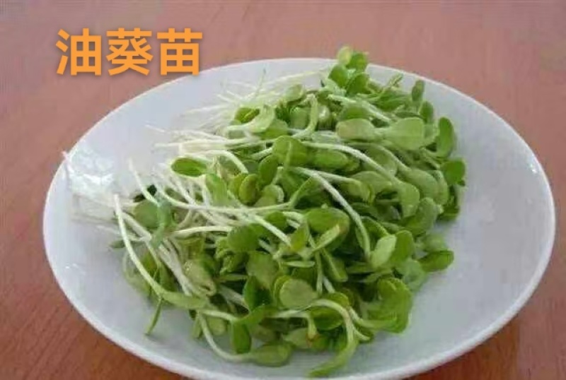 油葵苗