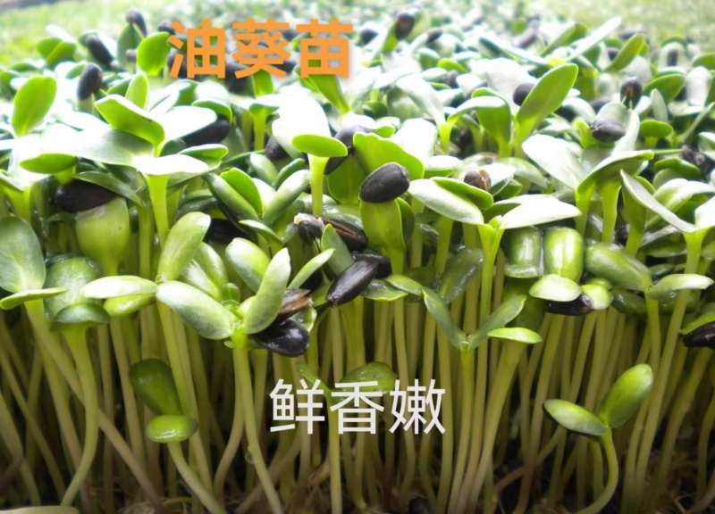 油葵苗