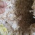 厂家直销优质大蒜烘干混合皮无土无杂质