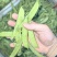 荷兰豆，夹豆，大量有货，承结市场，平台，超市支持视频看货