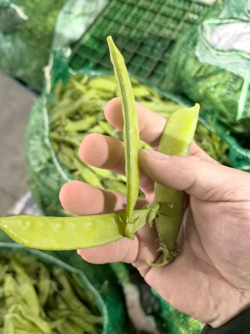 荷兰豆，夹豆，大量有货，承结市场，平台，超市支持视频看货