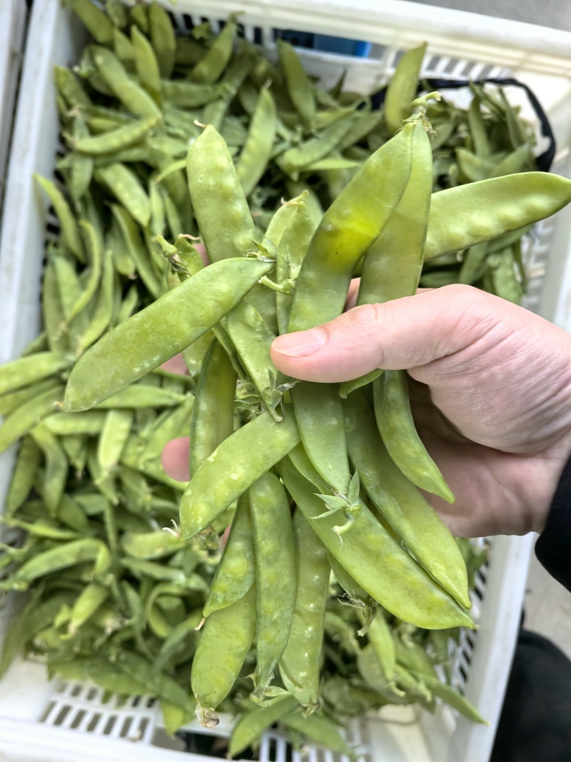 荷兰豆，夹豆，大量有货，承结市场，平台，超市支持视频看货