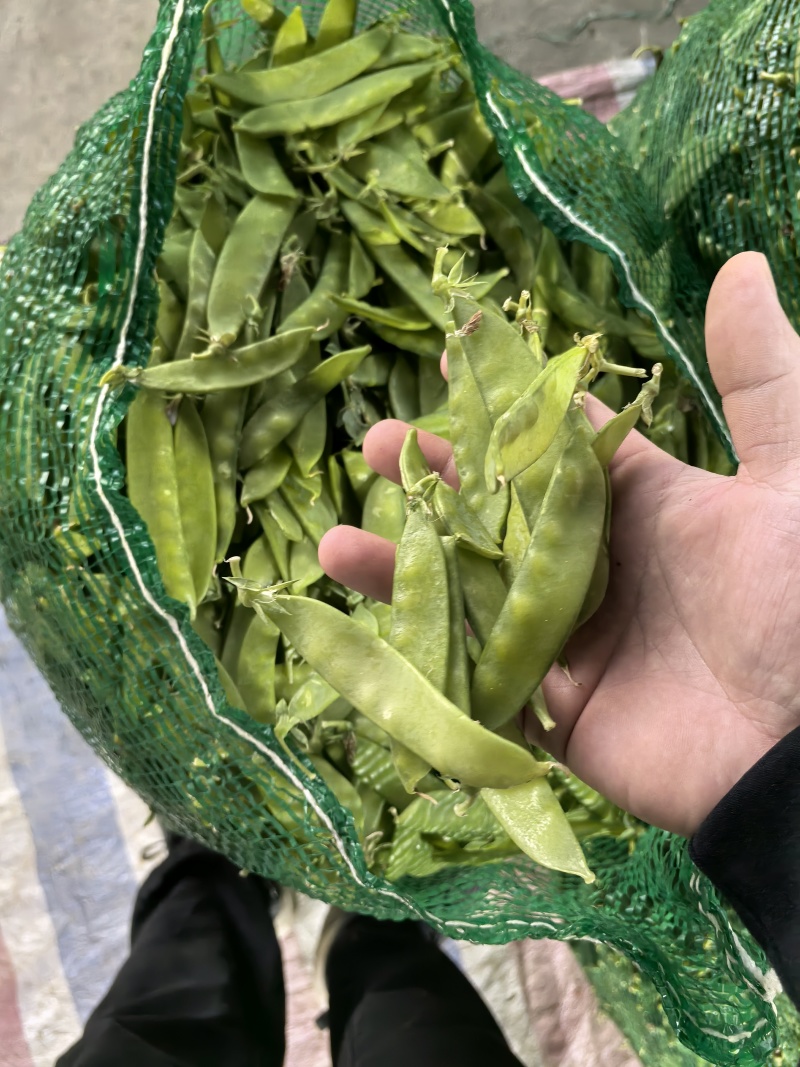 荷兰豆，夹豆，大量有货，承结市场，平台，超市支持视频看货