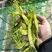 荷兰豆，夹豆，大量有货，承结市场，平台，超市支持视频看货