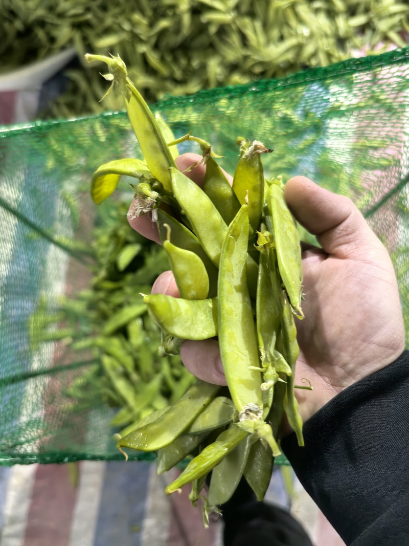 荷兰豆，夹豆，大量有货，承结市场，平台，超市支持视频看货
