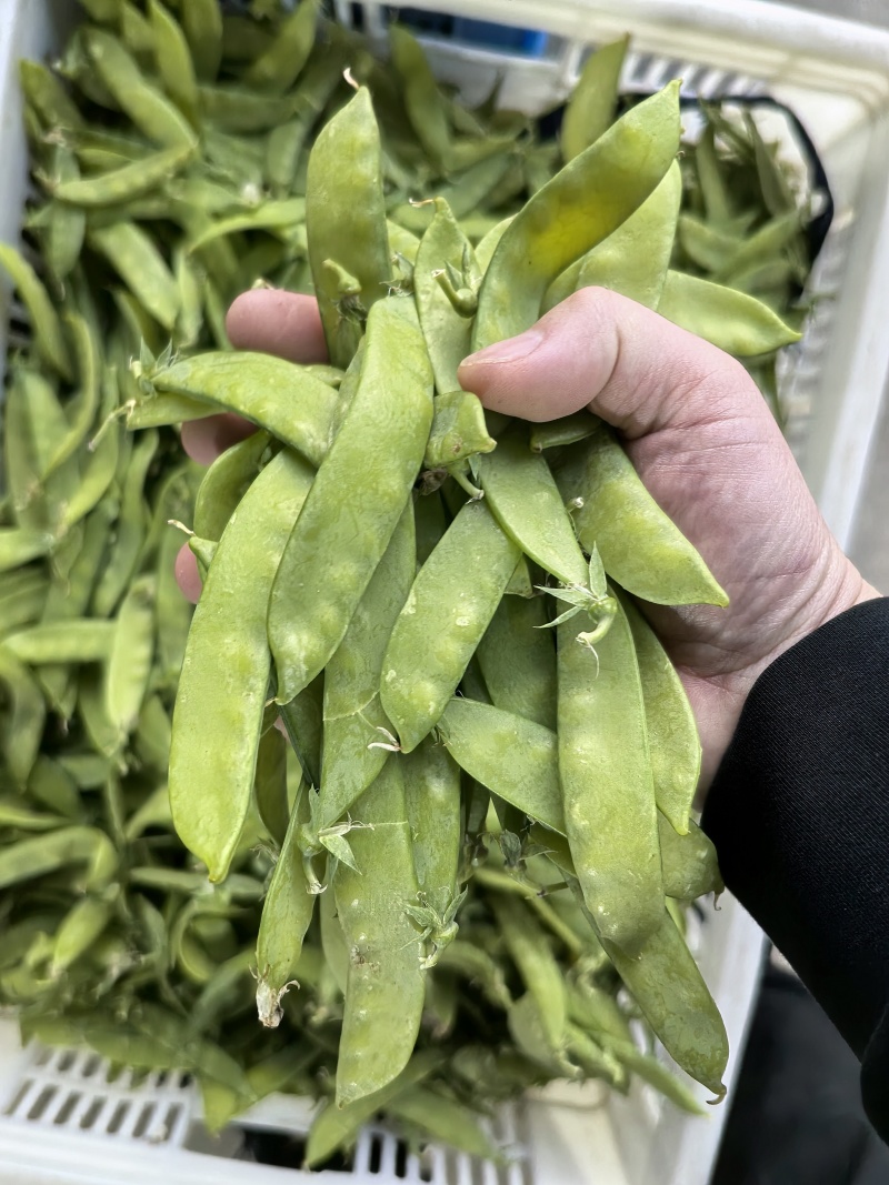 荷兰豆，夹豆，大量有货，承结市场，平台，超市支持视频看货