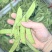 荷兰豆，夹豆，大量有货，承结市场，平台，超市支持视频看货