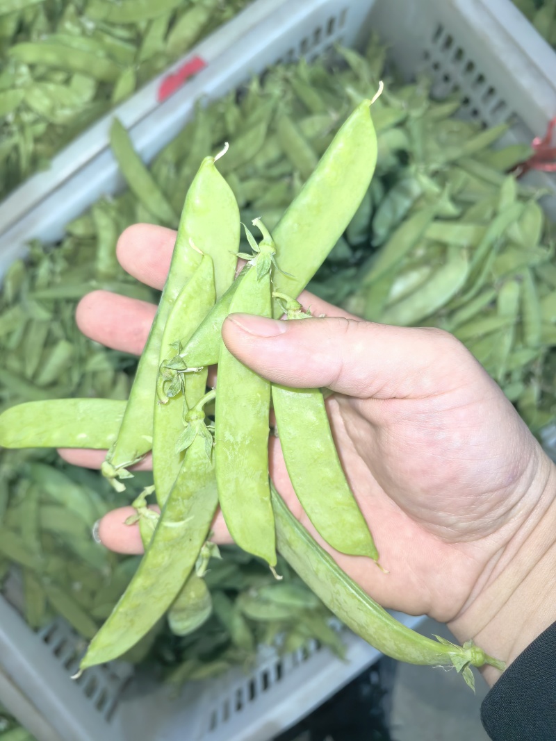荷兰豆，夹豆，大量有货，承结市场，平台，超市支持视频看货