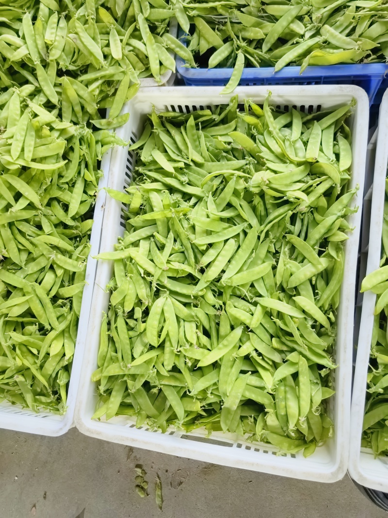 荷兰豆，夹豆，大量有货，承结市场，平台，超市支持视频看货