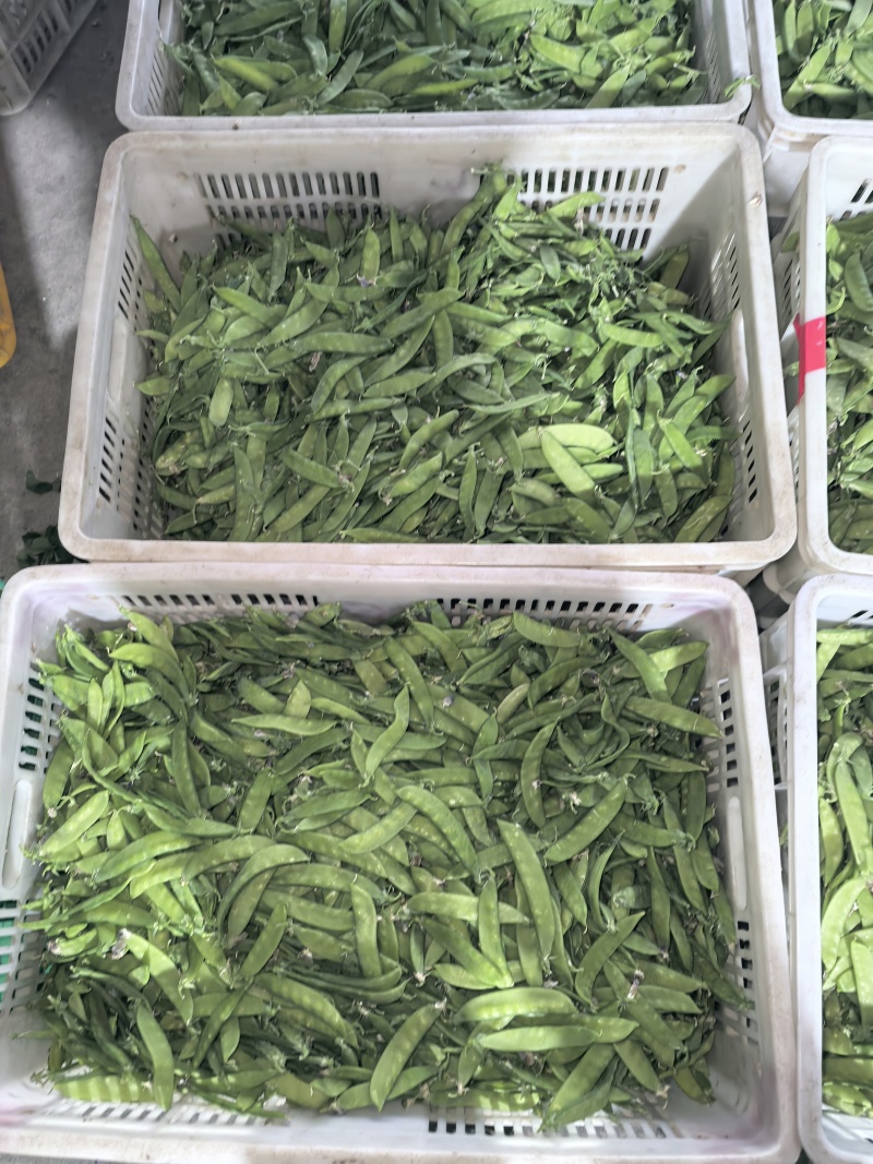 荷兰豆，夹豆，大量有货，承结市场，平台，超市支持视频看货